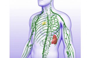 Lymphatic System